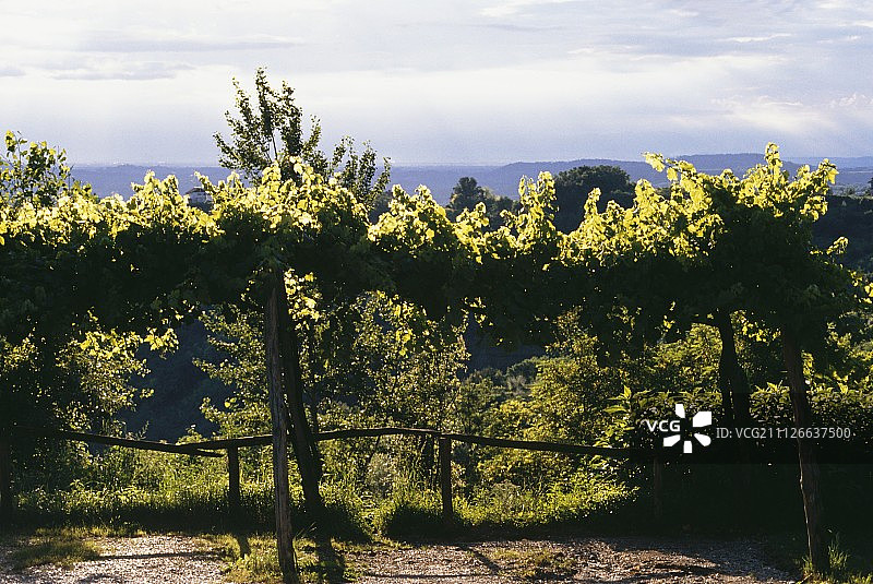 意大利科利奥葡萄酒产区早秋的葡萄藤图片素材