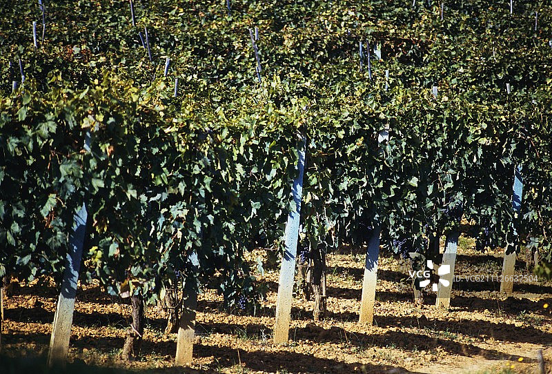 意大利经典基安蒂产区的桑娇维塞葡萄藤图片素材