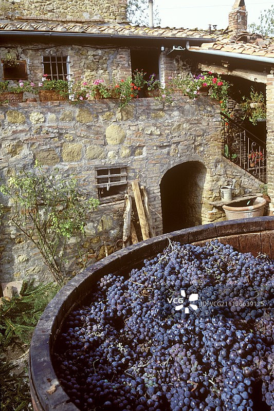 基安蒂庄园院子里的桑娇维塞葡萄桶图片素材