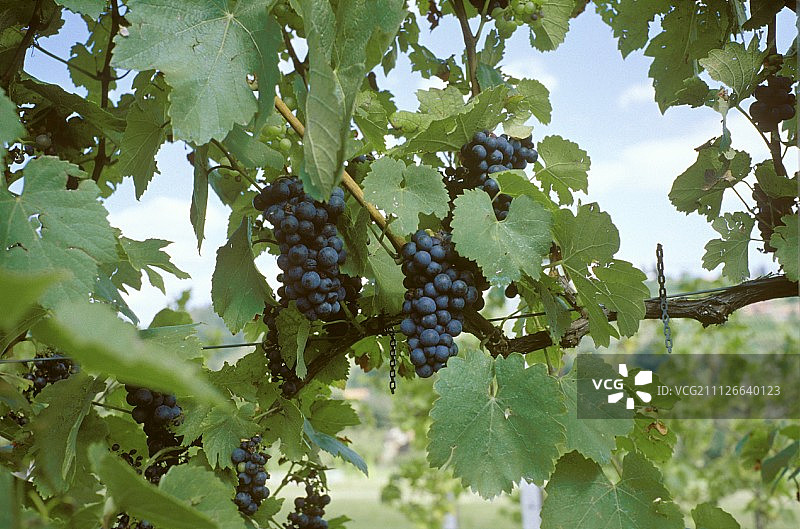 施蒂利亚圣斯蒂芬地区的Blauer Wildbacher葡萄品种图片素材