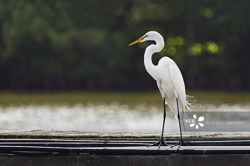 停在码头上的大白鹭图片素材