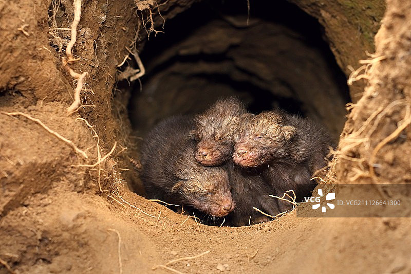 失明探险者图片素材