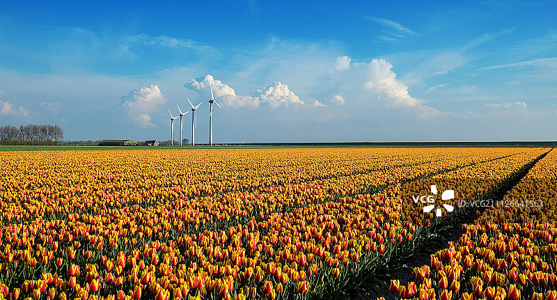 荷兰的郁金香花期图片素材