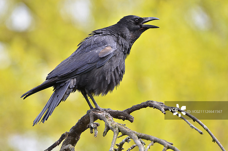 乌鸦，普通乌鸦图片素材