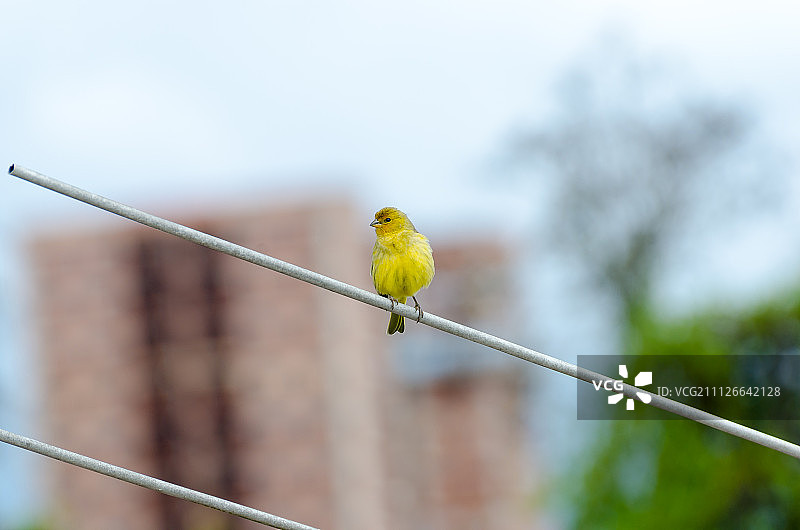 番红花雀图片素材