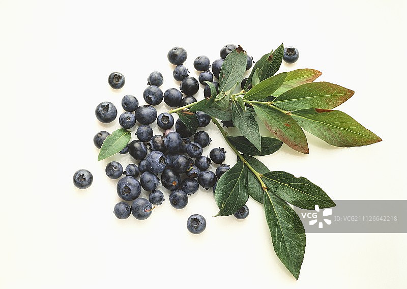 带叶子的蓝莓图片素材