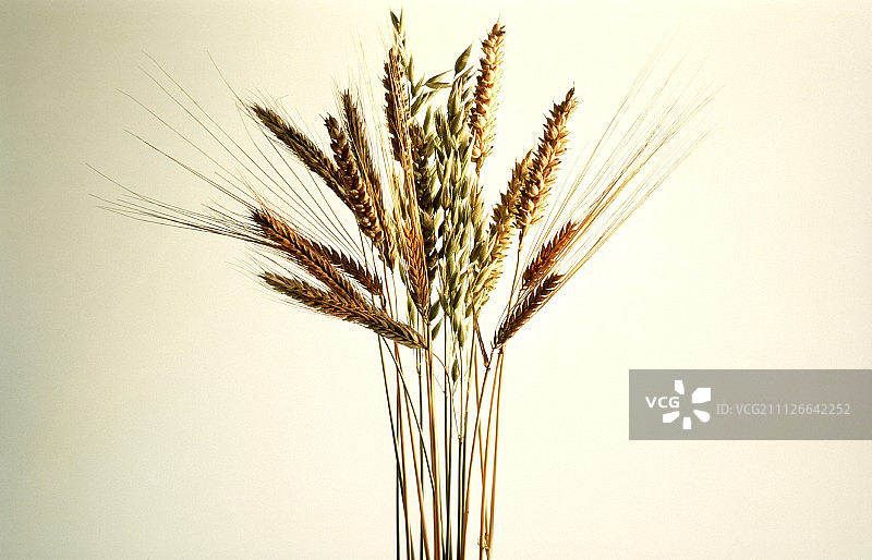 一小束谷穗图片素材