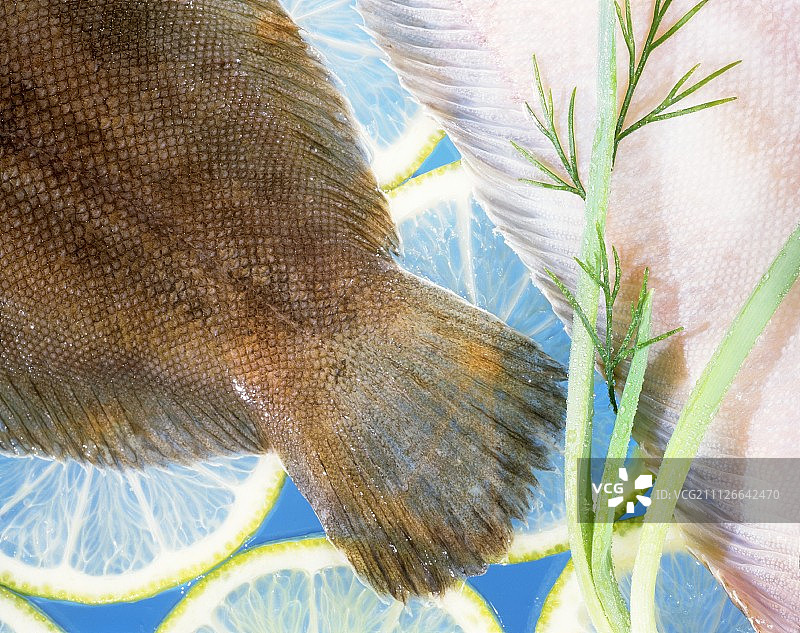 欧鲽鱼和鳎目鱼特写；柠檬片图片素材