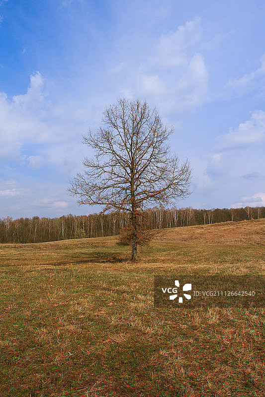 简约的树图片素材