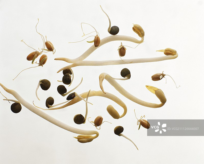 豆芽拼盘图片素材