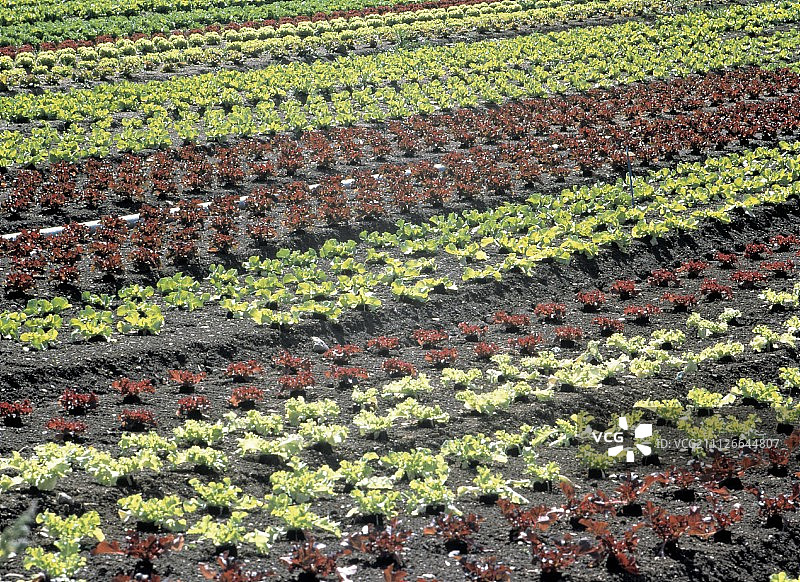 田野里种植的各种生菜图片素材