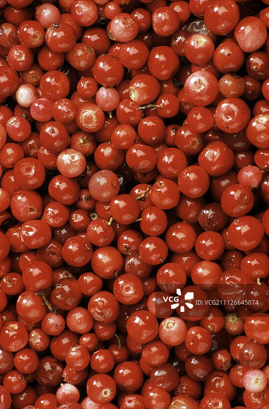 小红莓图片素材