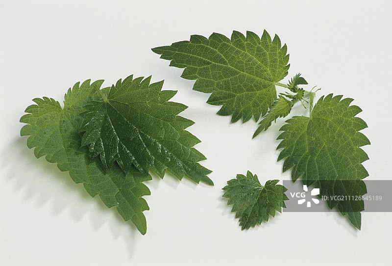白色背景上的年轻荨麻叶图片素材
