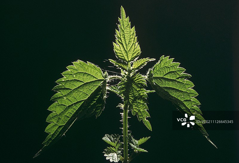 黑色背景上的荨麻图片素材