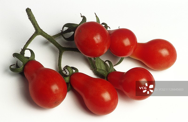 藤上的小梨番茄图片素材