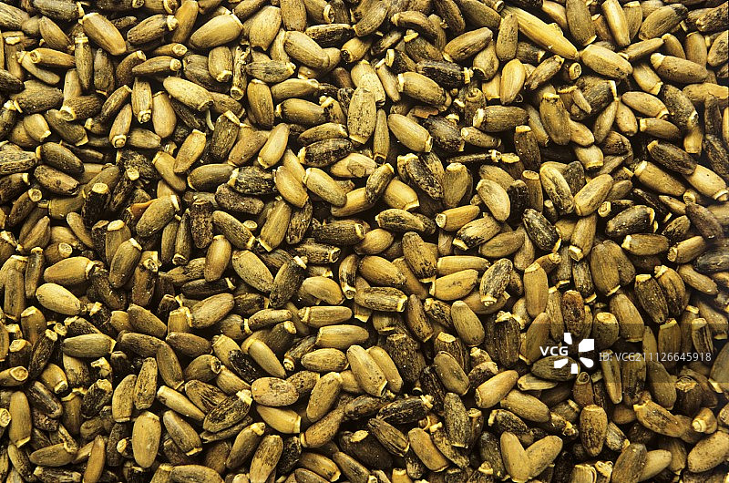 一堆奶蓟种子（特写）图片素材