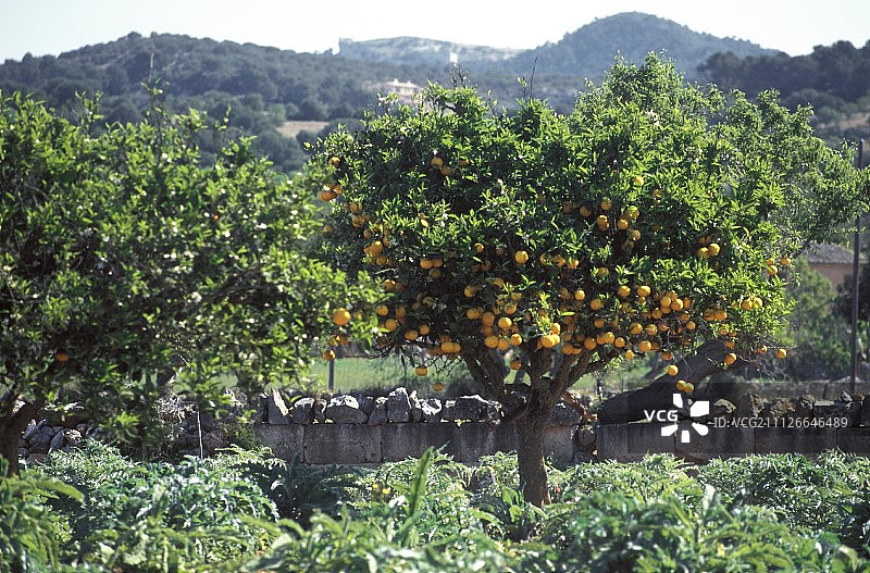 橘子园图片素材
