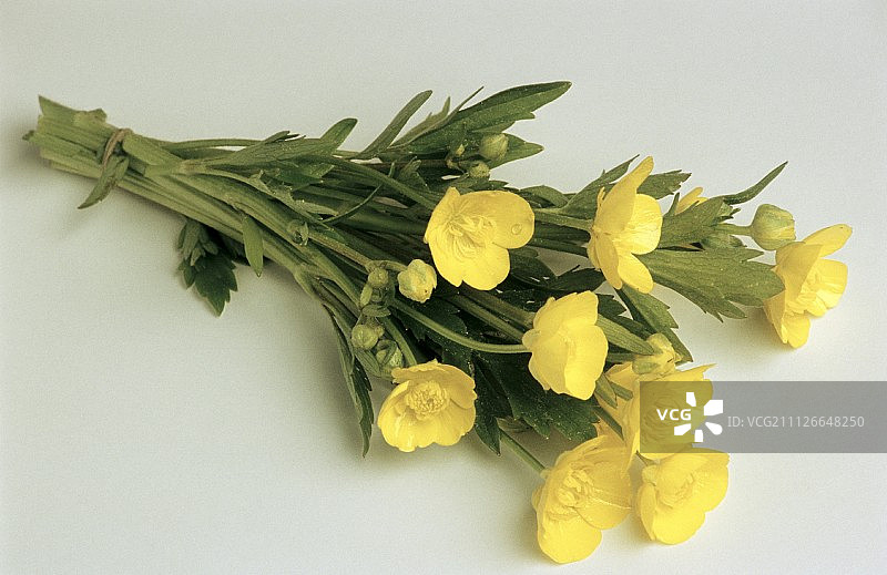白色背景下的毛茛花图片素材