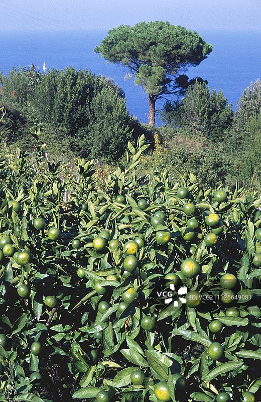 意大利南部海岸的酸橙树图片素材