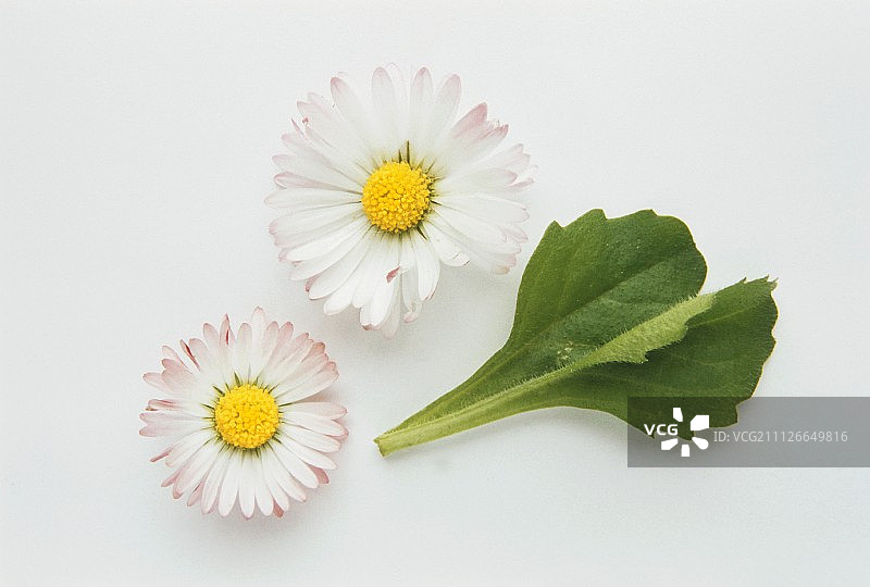 两朵雏菊和两片叶子图片素材