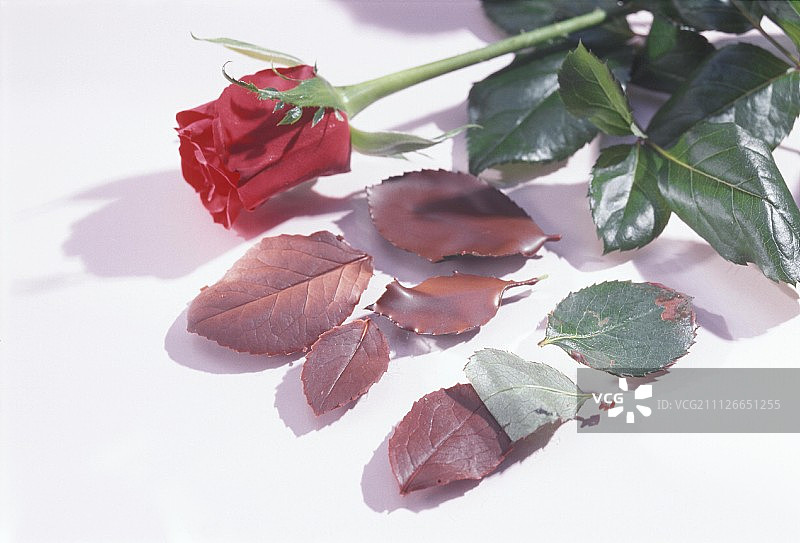 玫瑰花瓣和巧克力玫瑰花瓣图片素材