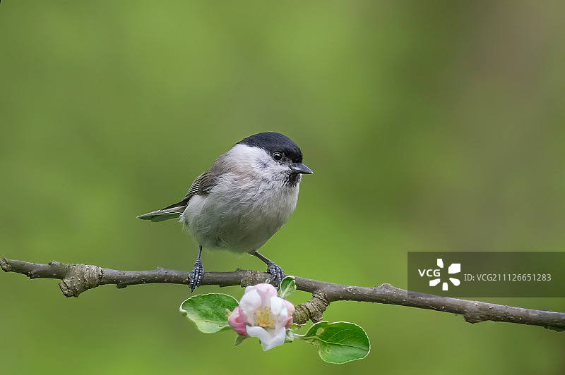 沼泽山雀图片素材
