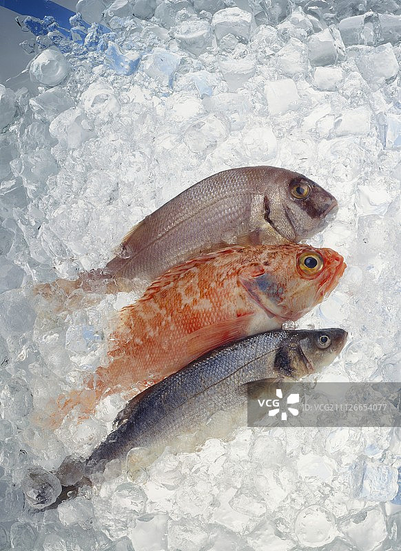 冰上的红鲷鱼、海鲷和海鲈图片素材