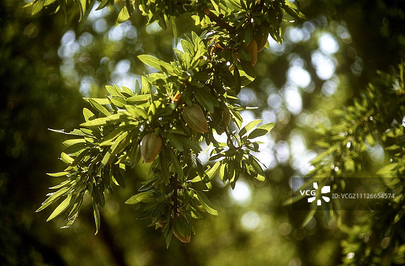 树上的杏仁图片素材