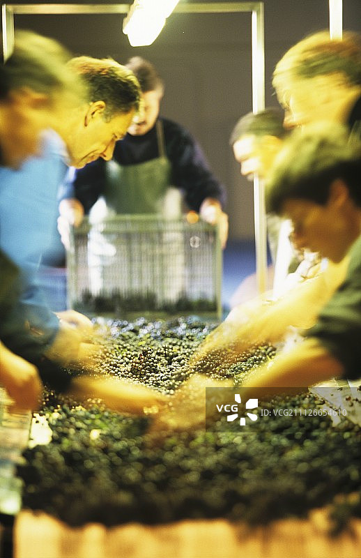 法国葡萄分拣台上的快速分拣图片素材