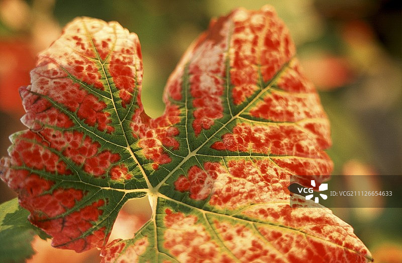 法国勃艮第色彩斑斓的黑皮诺葡萄叶图片素材