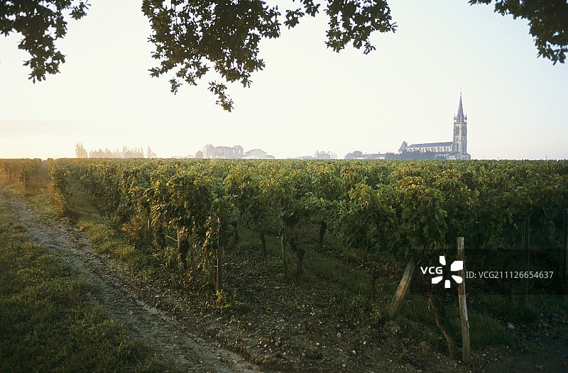 法国波美侯的黎明葡萄园图片素材