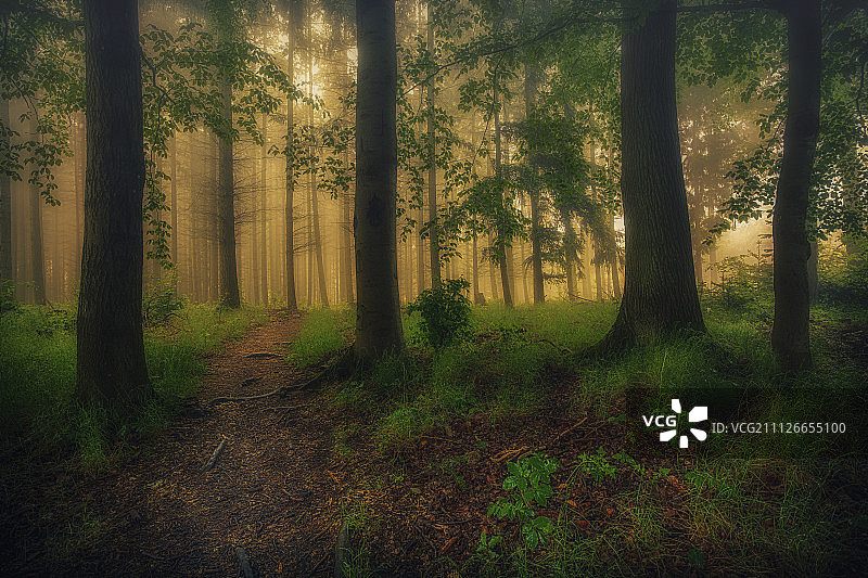 迷人的森林图片素材