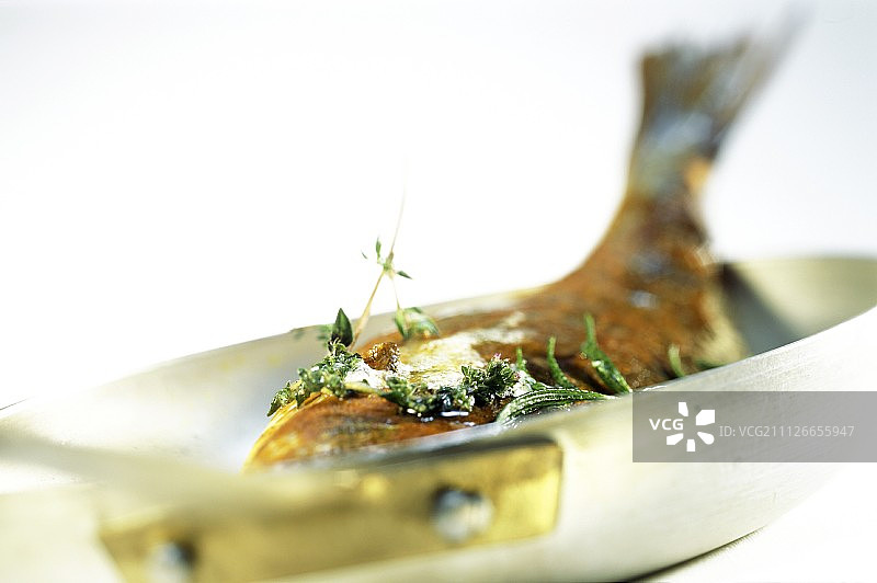 香草外壳红鲷鱼图片素材