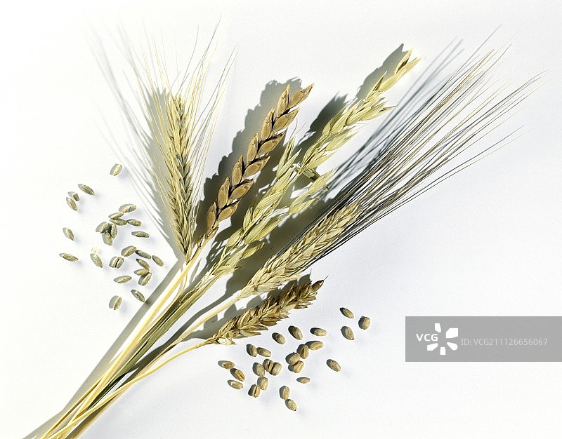 麦穗图片素材