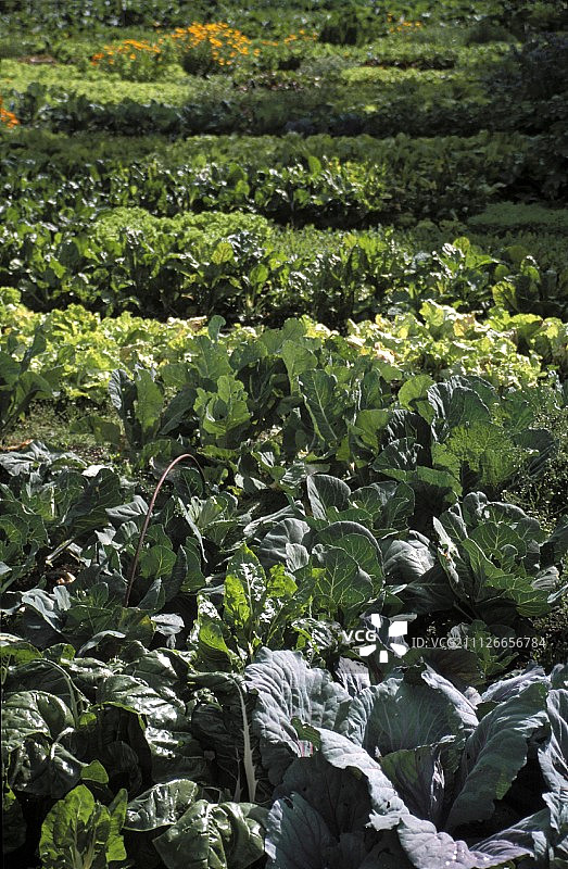 沙拉和菜畦图片素材