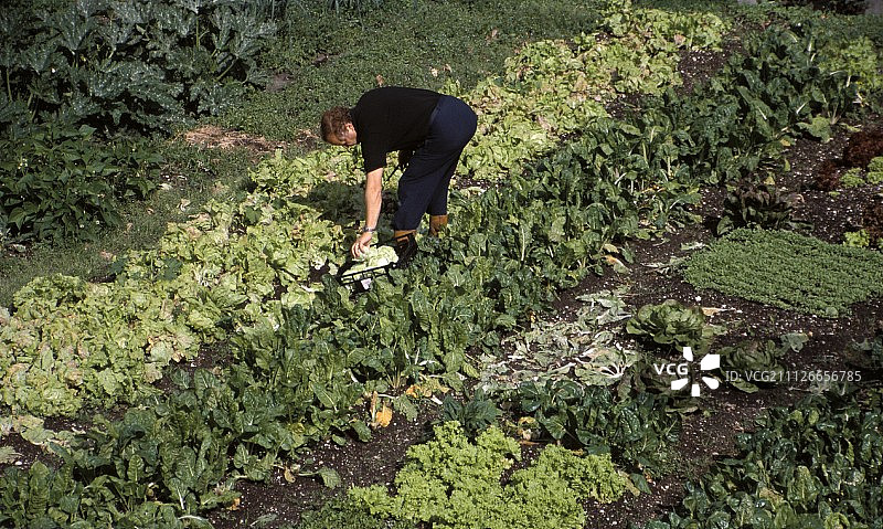 采摘生菜图片素材