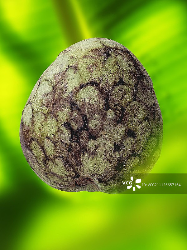 番荔枝，绿色背景图片素材