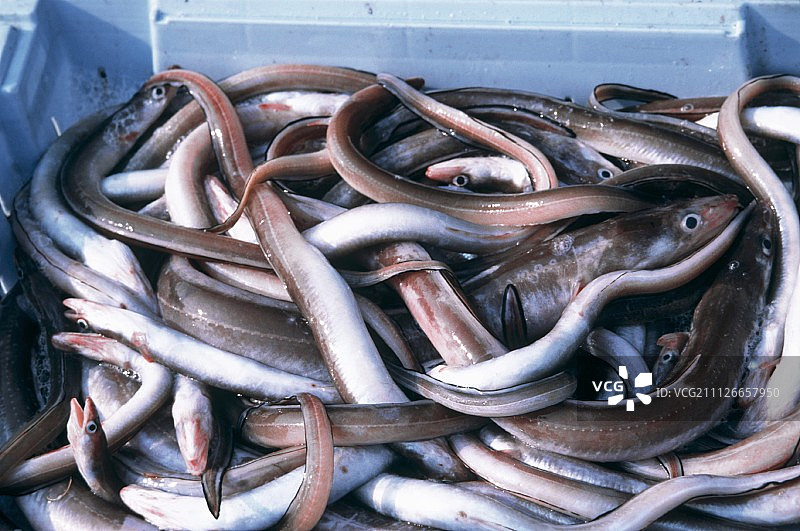 盒装待售鳗鱼图片素材