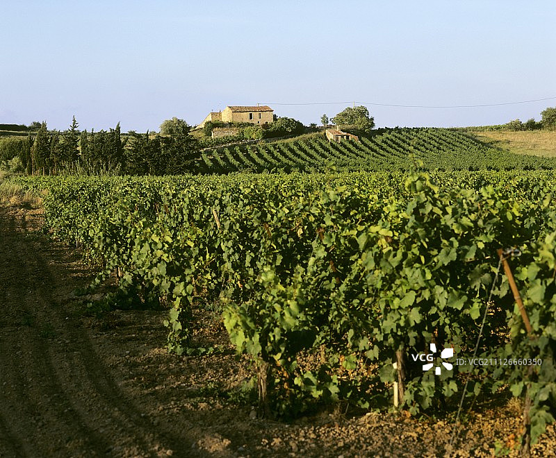 法国埃罗省卡泽达尔讷的葡萄园图片素材