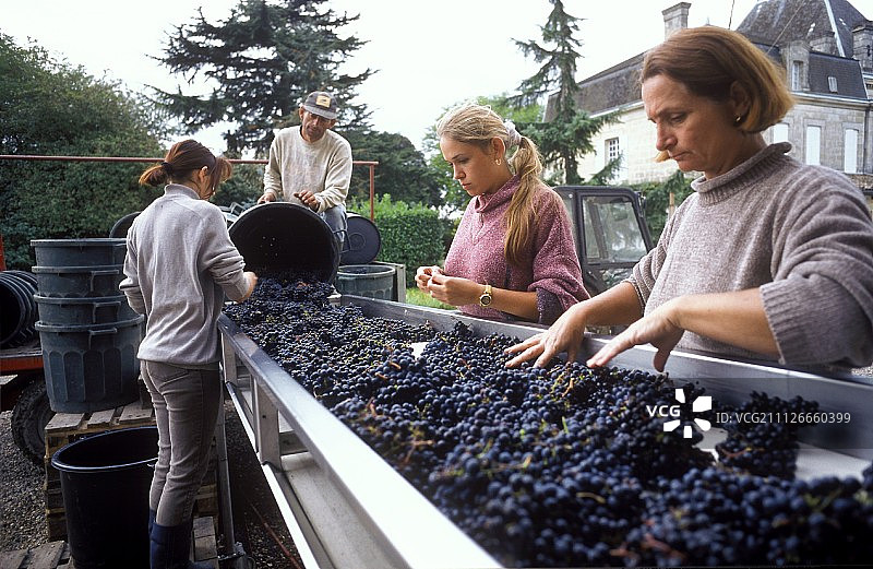 福音酒庄的收割工人在分拣台工作图片素材