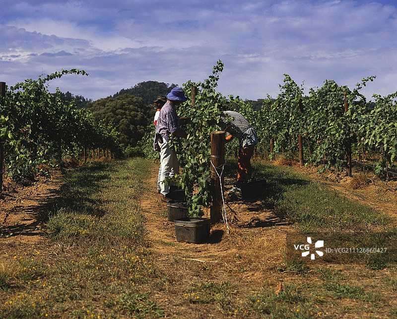 新南威尔士州马奇，罗斯芒酒庄的葡萄采摘图片素材
