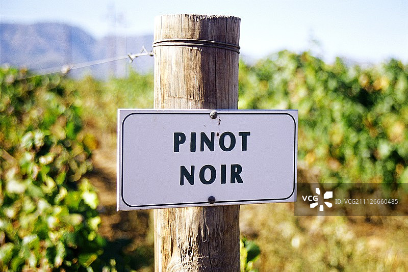 南非罗伯逊博恩勇气酒庄的黑皮诺葡萄园图片素材