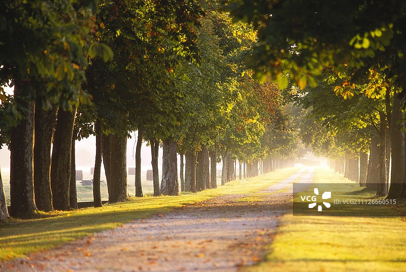 通往玛歌酒庄的道路，波尔多图片素材