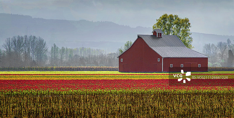 郁金香谷仓图片素材