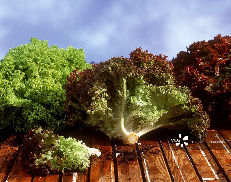生菜：罗莎红和罗莎白图片素材
