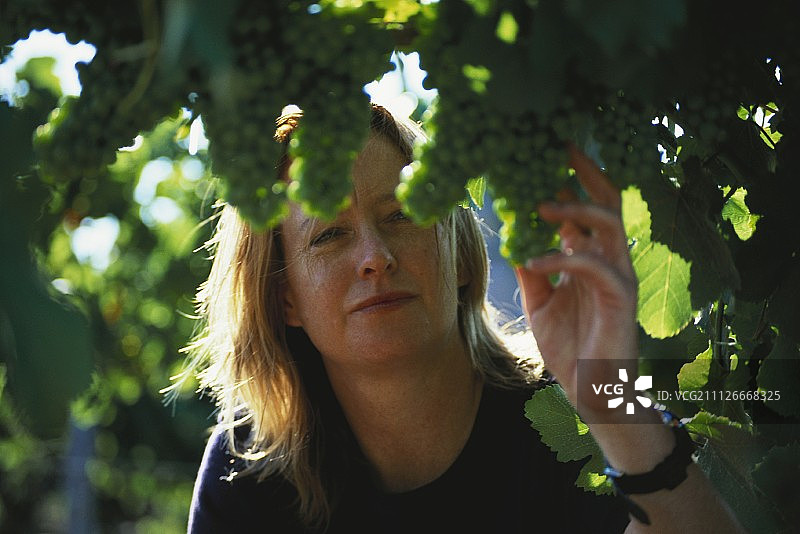 瓦尼亚·库伦，库伦葡萄酒庄园，澳大利亚图片素材