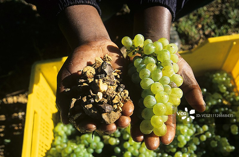 风土：黑人手持土壤样本和葡萄图片素材
