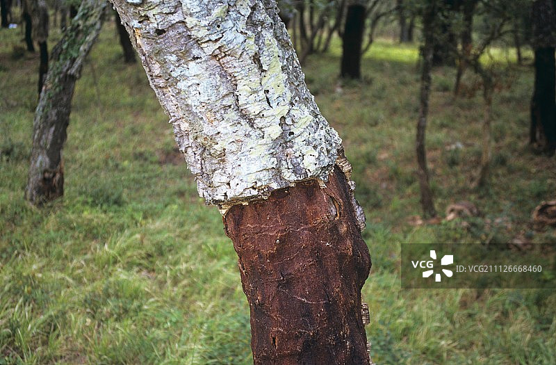 剥去一半树皮的栓皮栎，西班牙图片素材