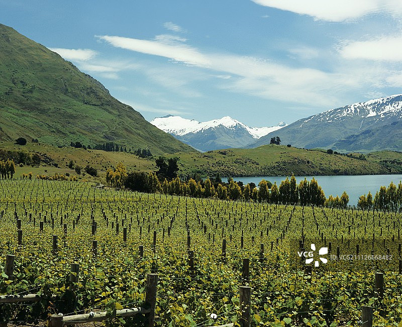新西兰奥塔哥中部瓦纳卡湖畔的里彭葡萄园图片素材