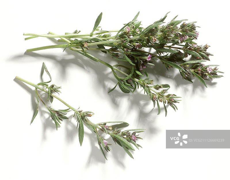 新鲜香薄荷与花朵图片素材